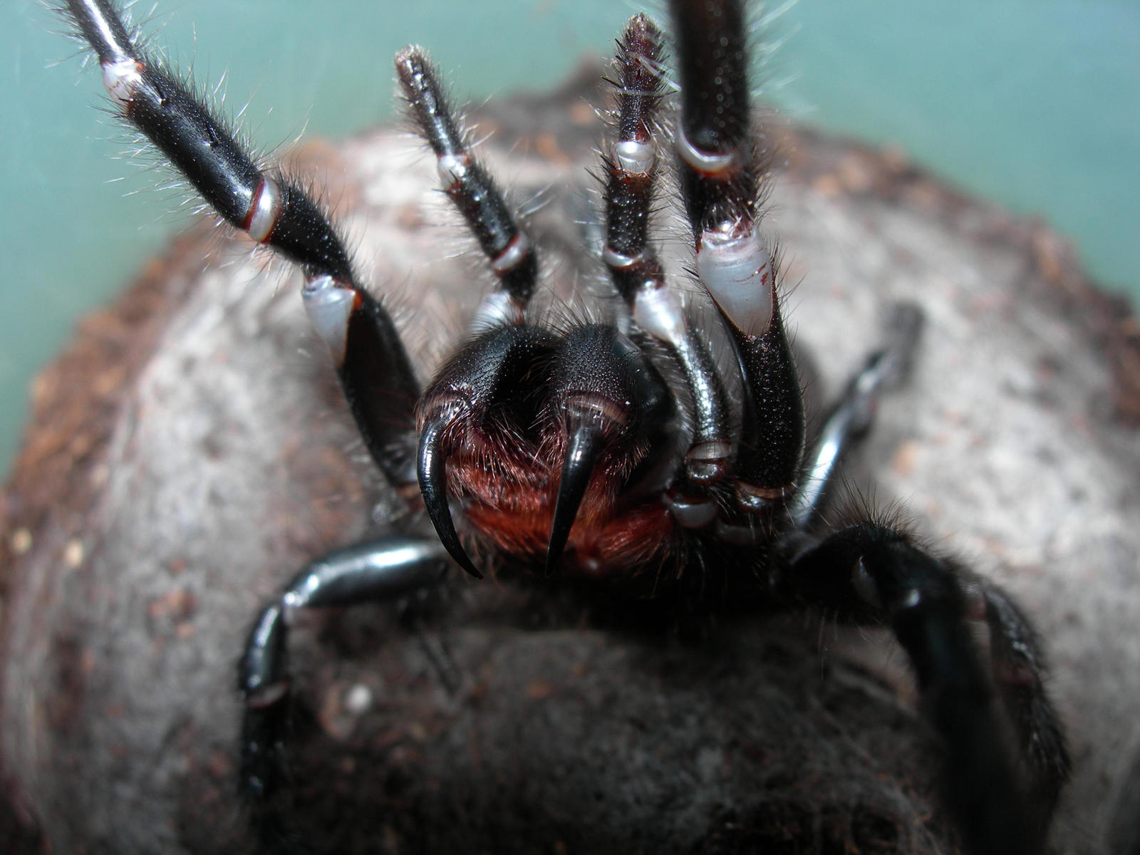 Unpleasant animals living in Australia or 8 reasons why don't we go to Siberia? - Animals, Insects, Longpost, Spider