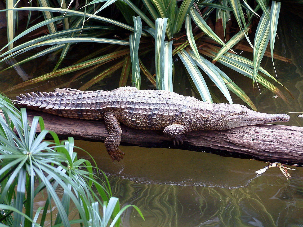 Unpleasant animals living in Australia or 8 reasons why don't we go to Siberia? - Animals, Insects, Longpost, Spider