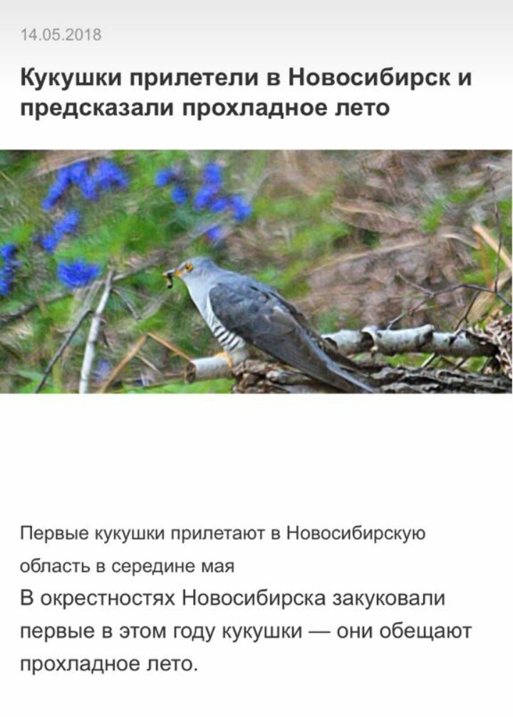 Неправильные кукушки | Пикабу