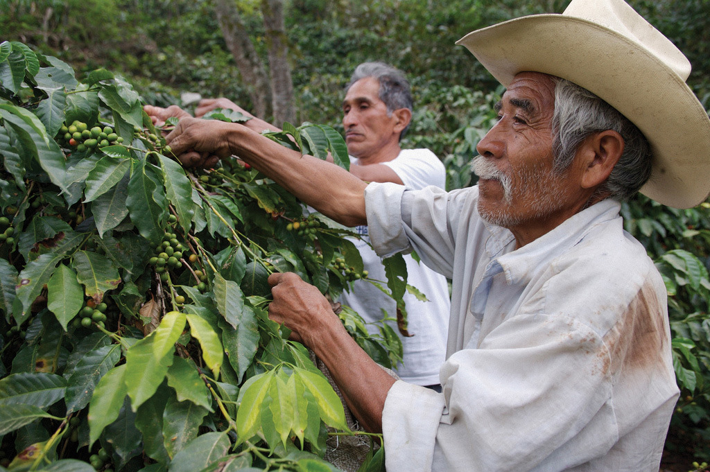 Brazil and coffee - Brazil, Coffee, Grain, , Longpost, Plantation