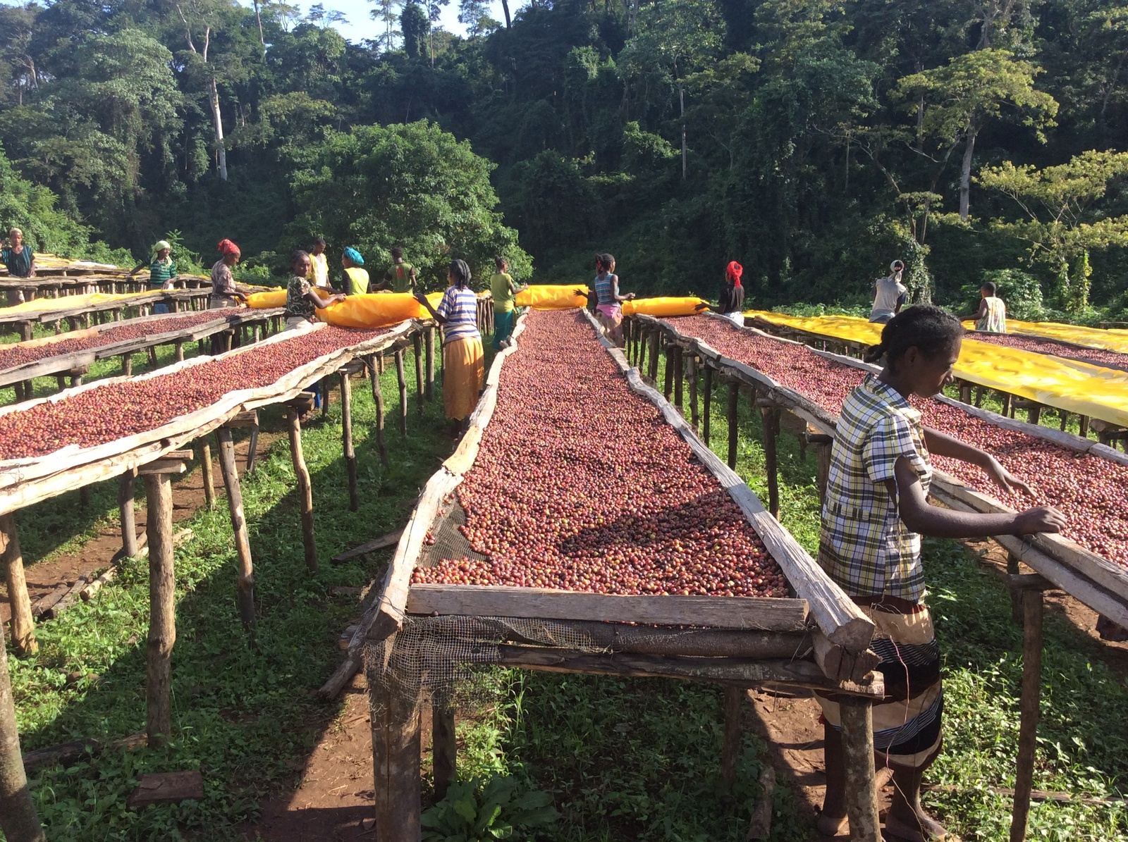 Brazil and coffee - Brazil, Coffee, Grain, , Longpost, Plantation