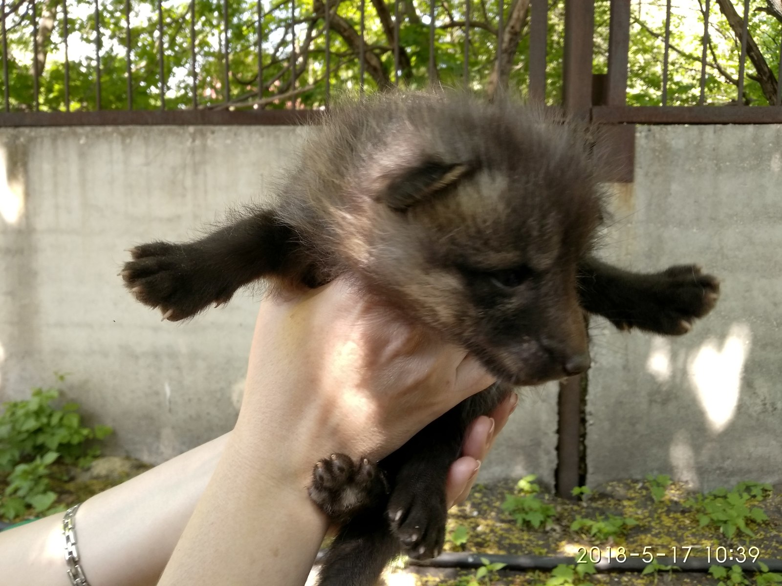 Population explosion in canines at the Penza Zoo. - My, Penza Zoo, Fox, Canines, Demography, Longpost