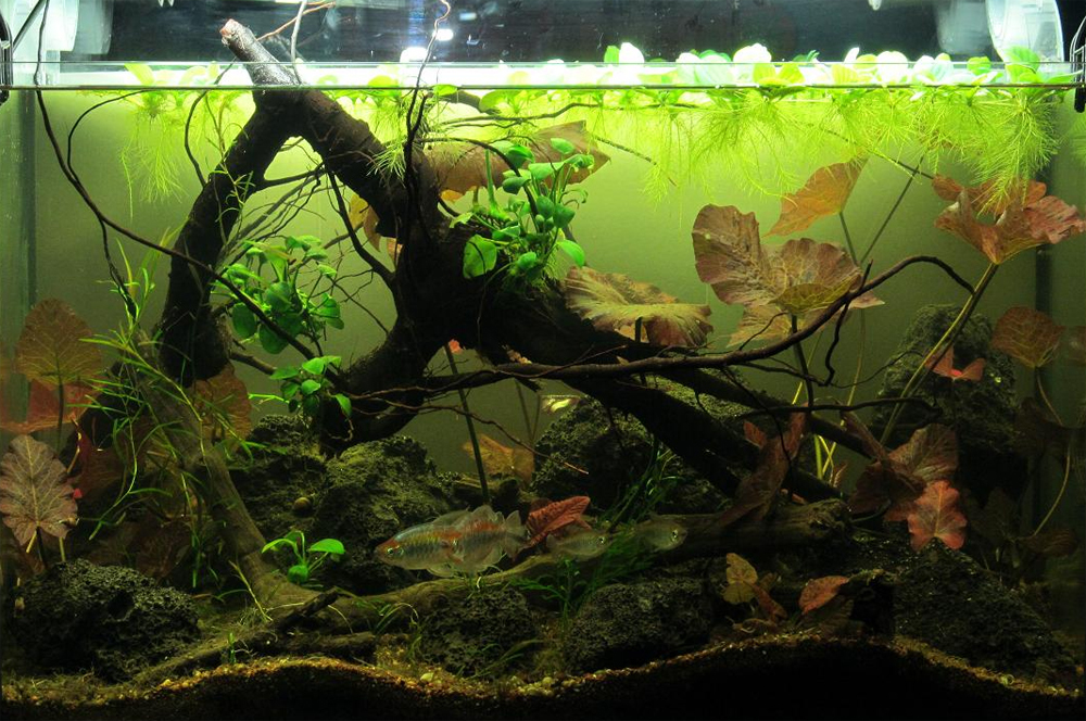 A selection of biotope jars - Aquarium, Biotope, beauty, Longpost