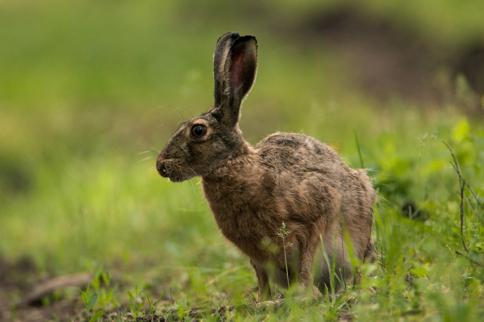 Few portraits - My, My, Friday tag is mine, The photo, Nature, Animals, Hare, Longpost