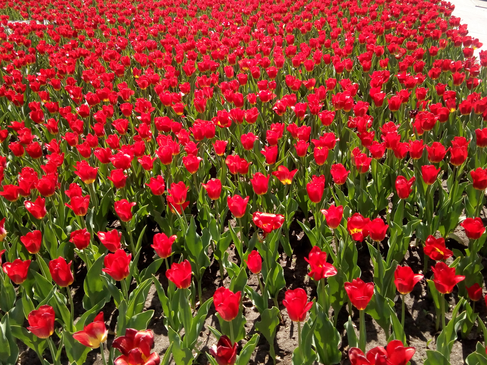 Tulips - My, Tulips, beauty, Flowers