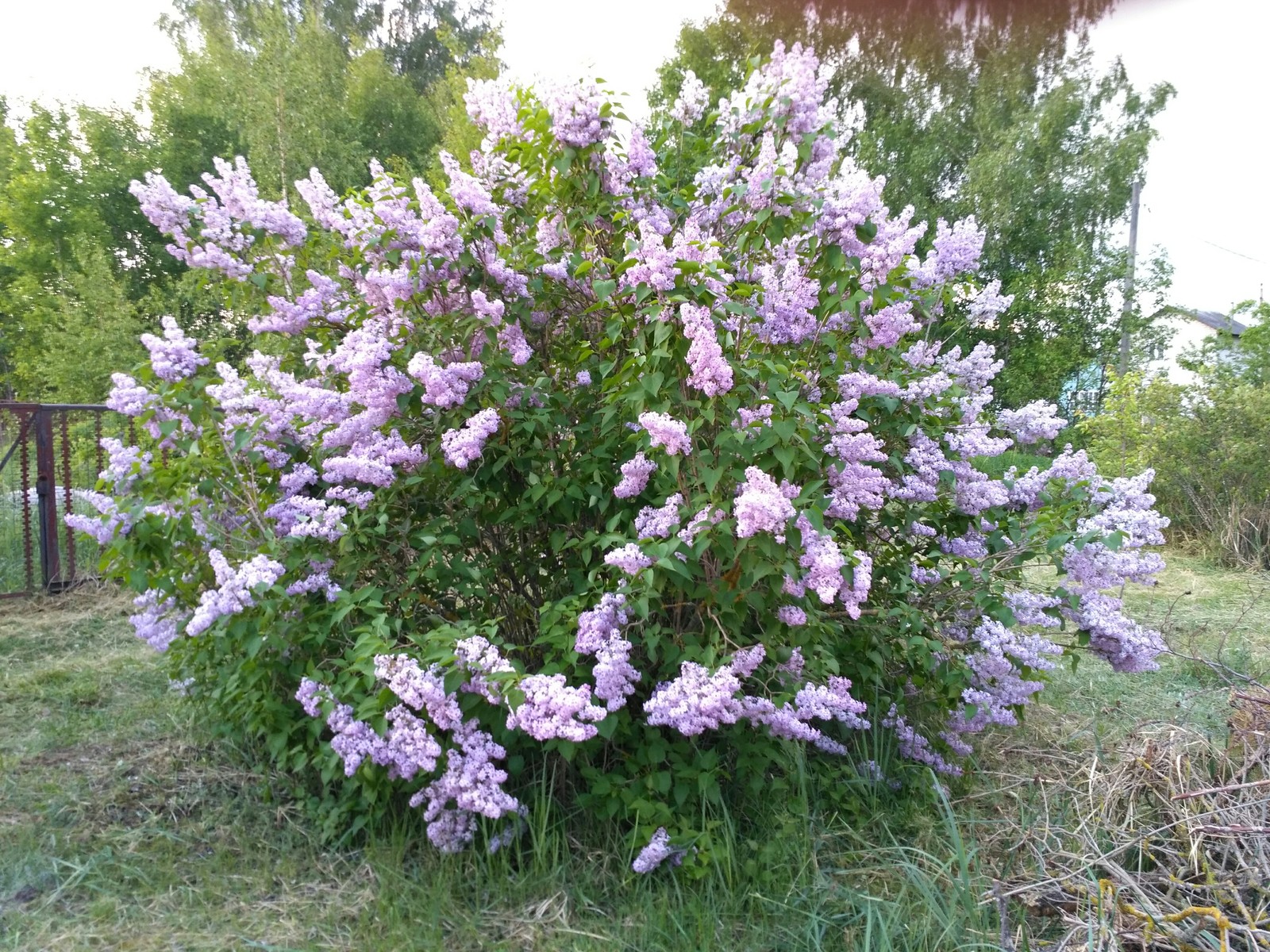 Сирень дачная - Моё, Сирень, Дача, Длиннопост