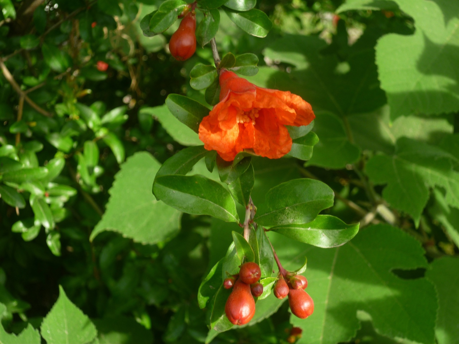 pomegranate flowers - My, Flowers, Bud, Nature, Tajikistan, Longpost