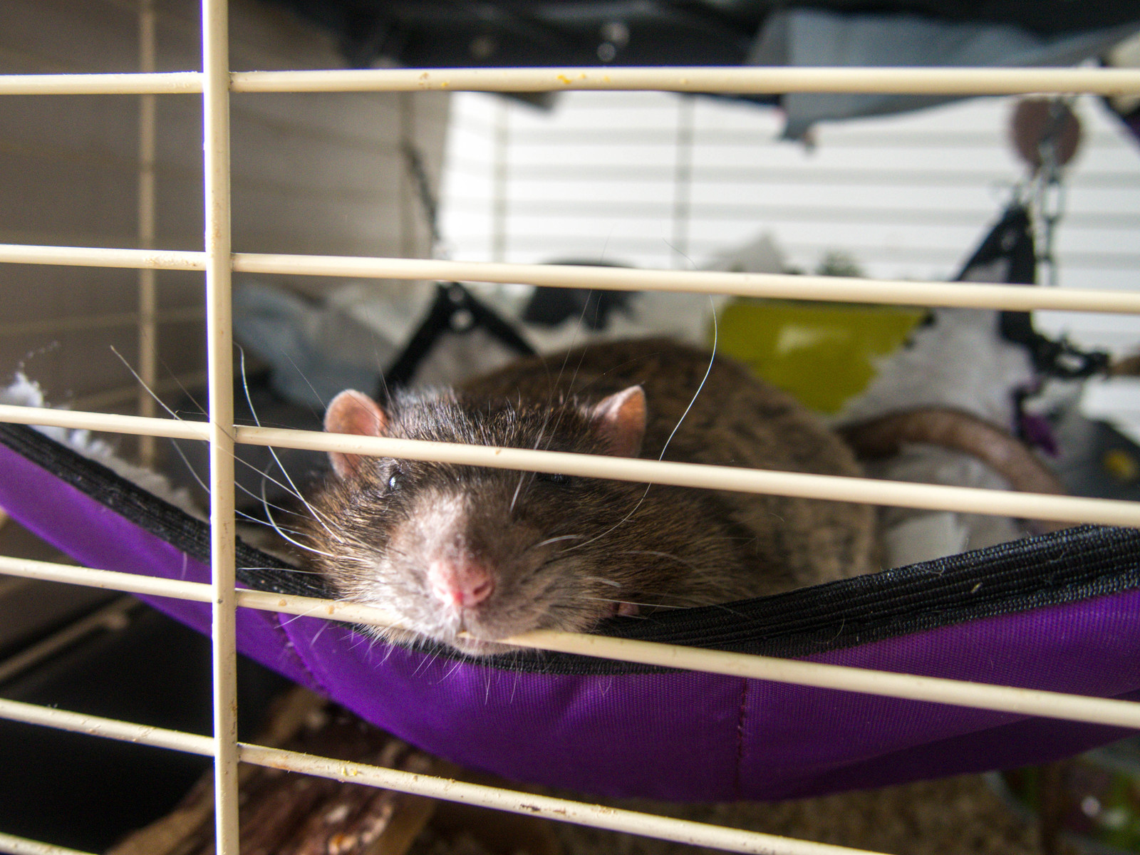 Ordinary rat day - My, Decorative rats, Dream, Longpost