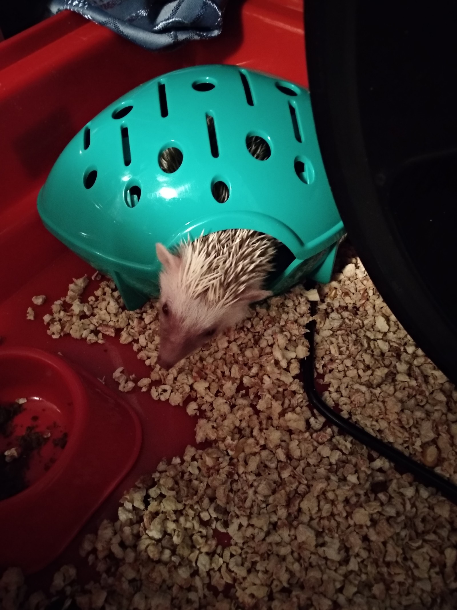 Friends decided to surprise with a gift - My, African pygmy hedgehog, Pets, Longpost