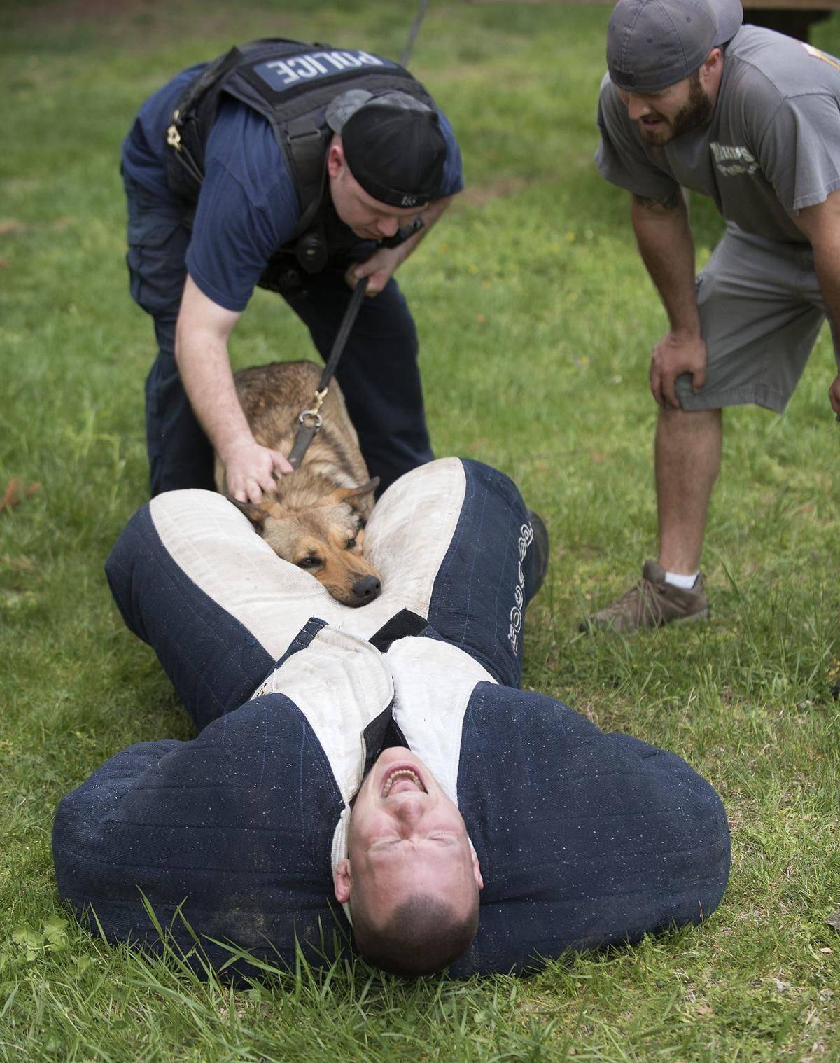 Difficult to study - Training, Dog, Dogs and people, The photo, Humor, Education, Work