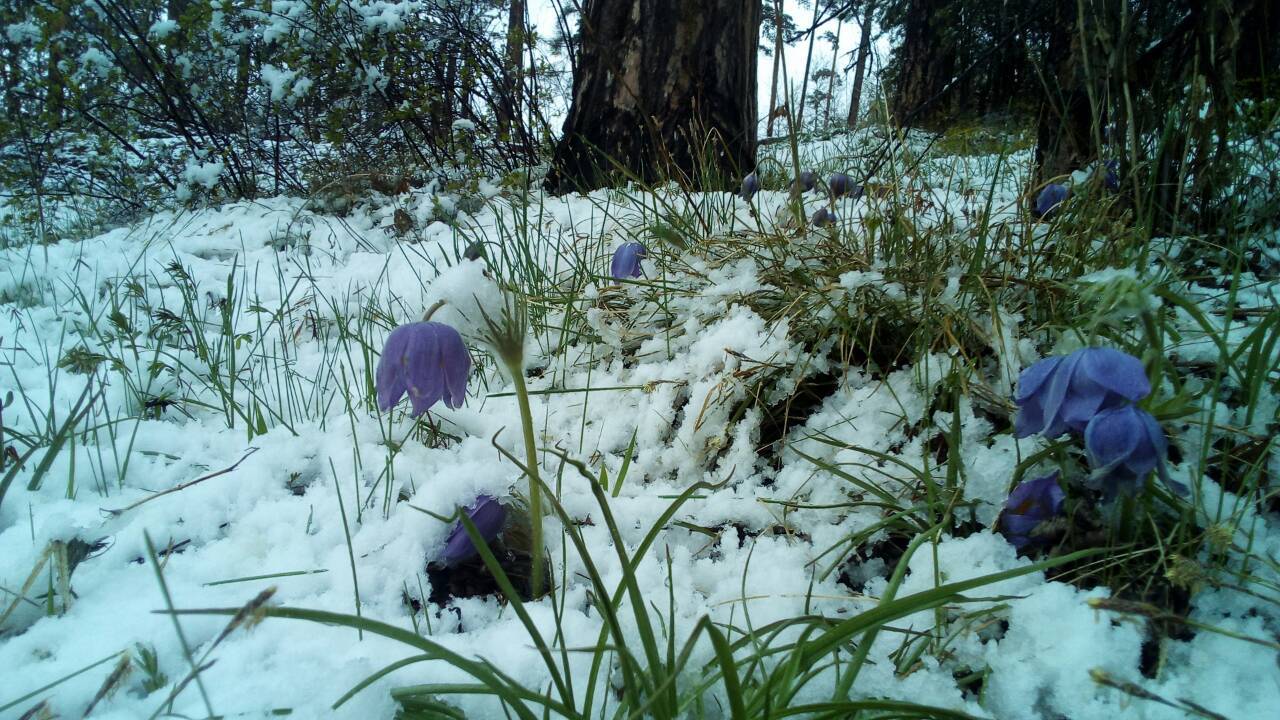 And we have May 20! - My, Bratsk, Snowdrops, Summer, , Longpost, Snowdrops flowers, May