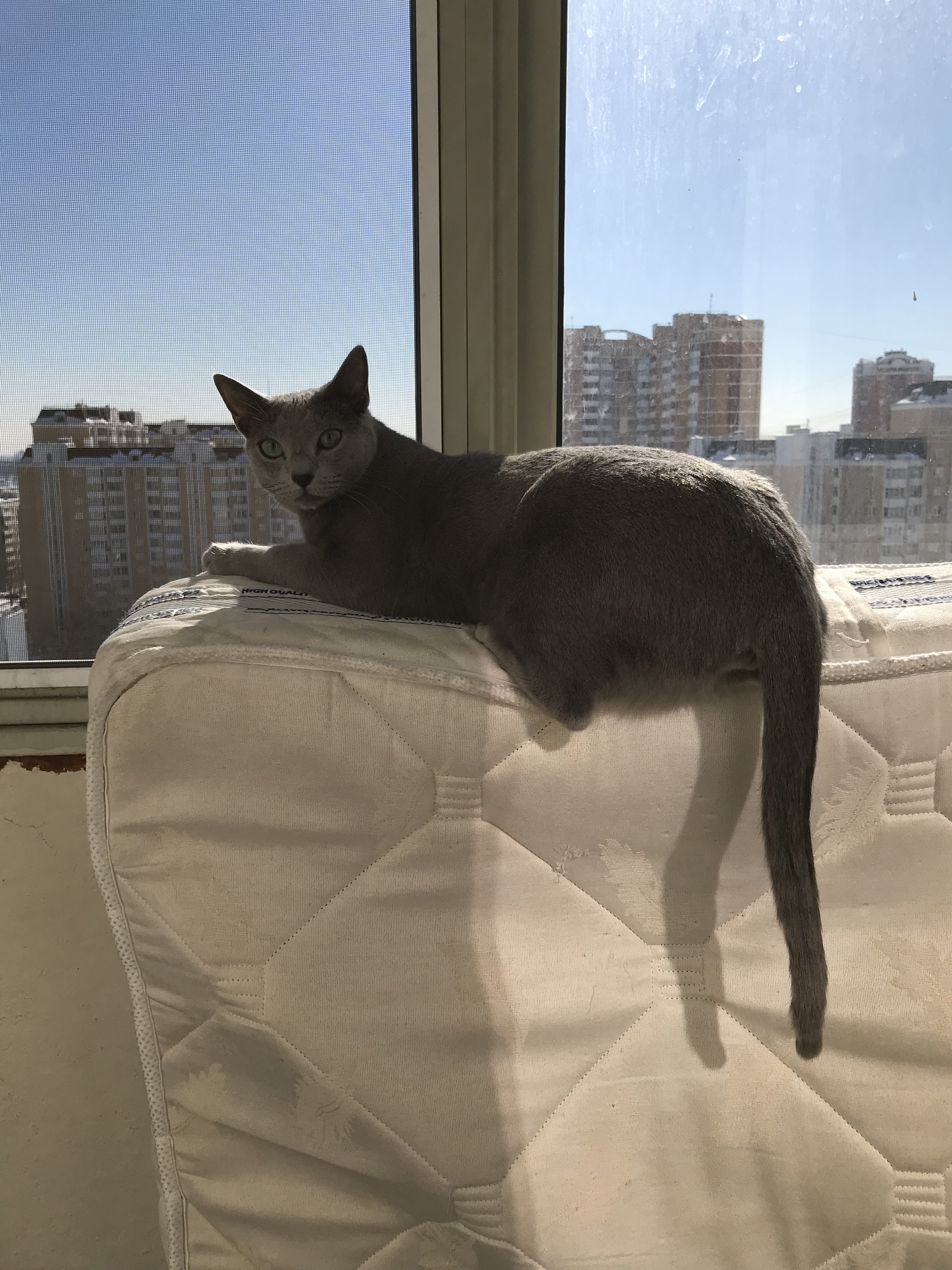 The cat has run away! - cat, Moscow, Lost cat, Russian blue, Help, Longpost, No rating