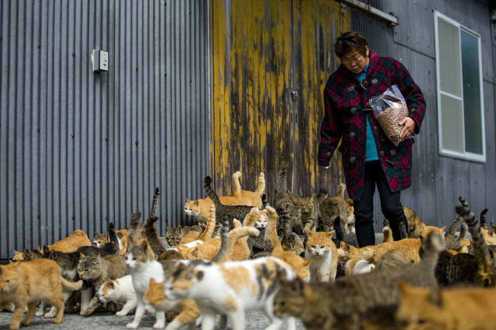 Japanese cat island Aoshima. - Japan, Island, Longpost, cat