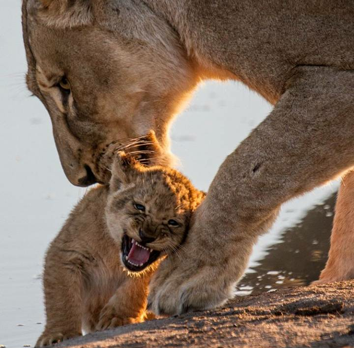 Moms - Mum, Animals, Longpost