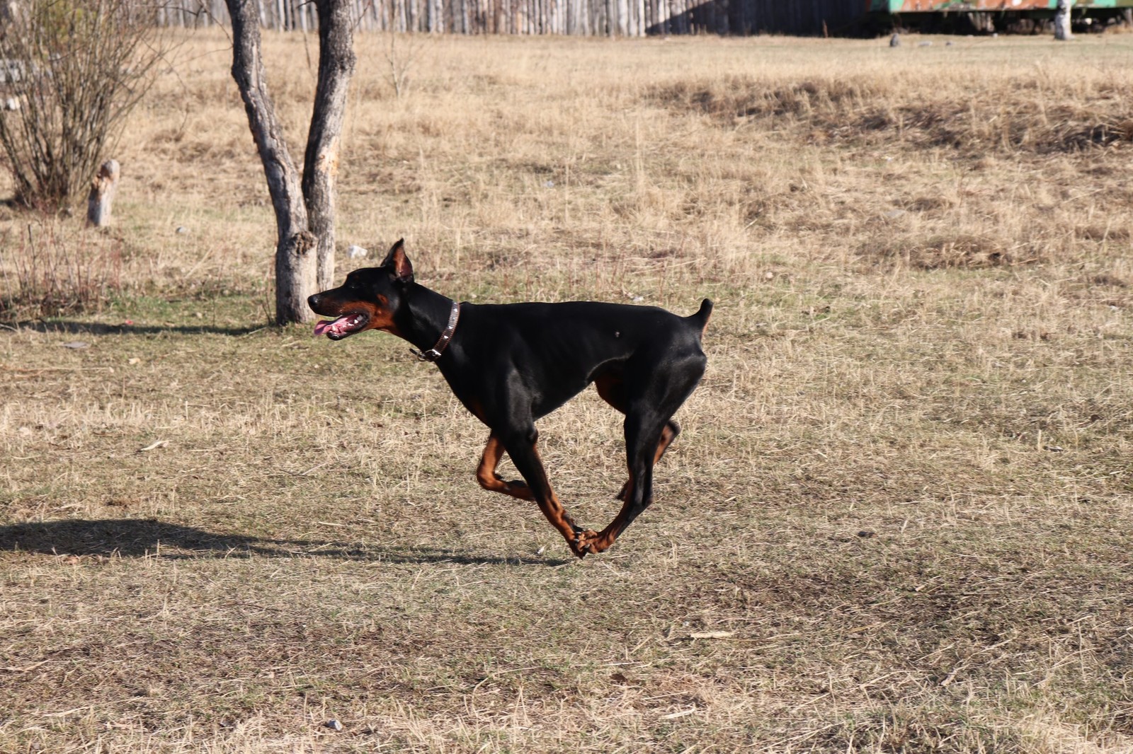 Grace. - Dog, Doberman, The photo, Grace, Run, 