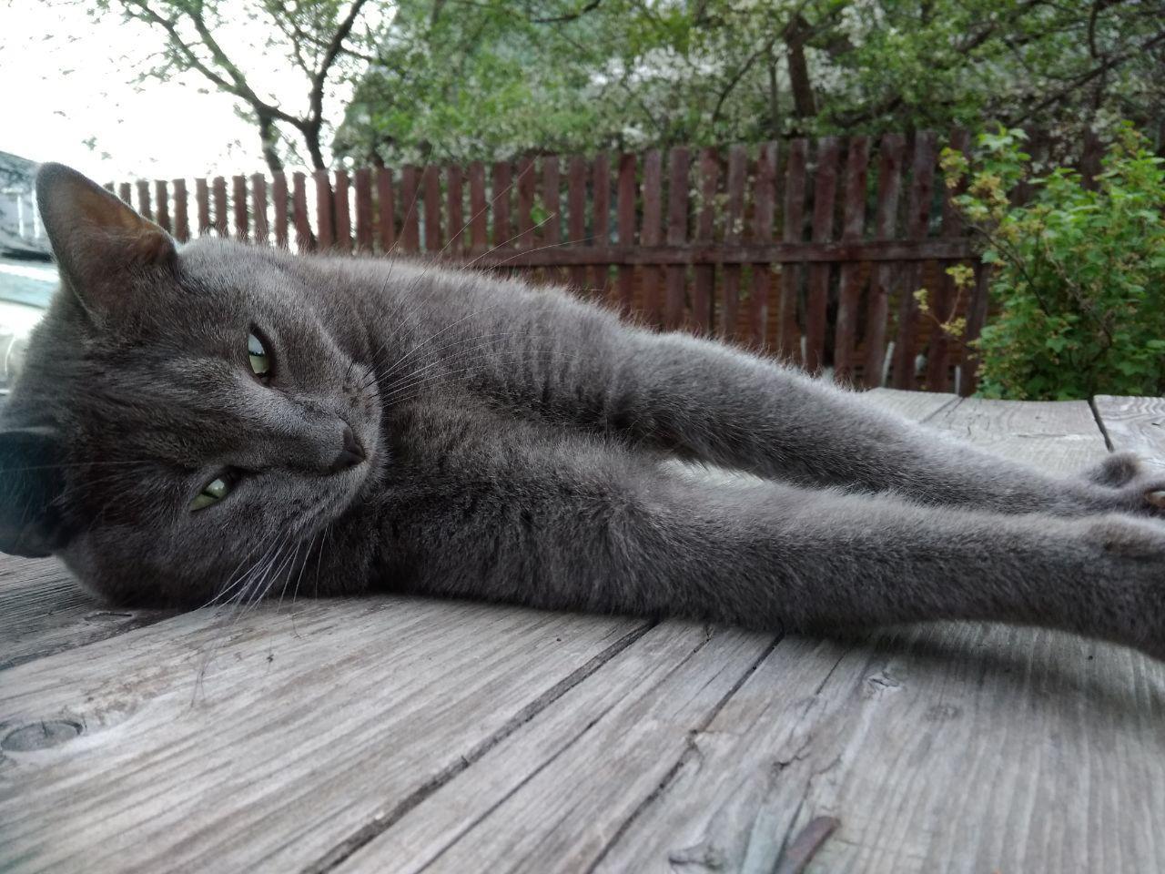 Kitten is resting in the country - My, cat, Relaxation, Dacha, Nature, , Air