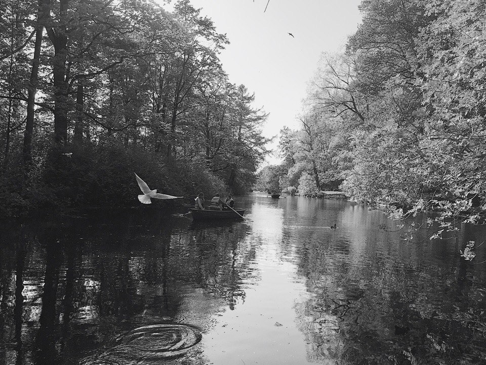 Little bird - My, Pond, Birds, The photo, Summer, Relaxation