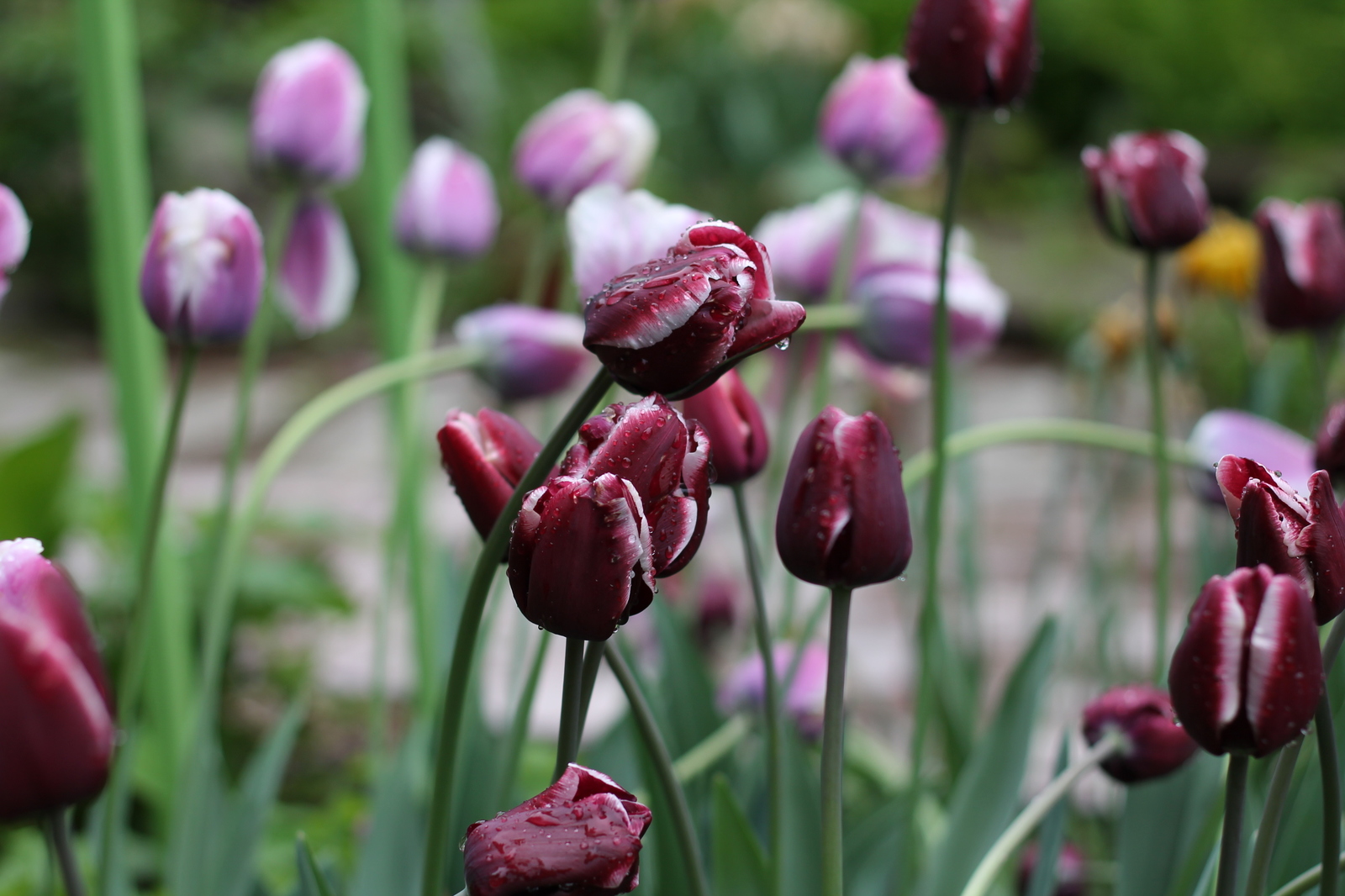 tulips - My, Flowers, Tulips, The photo, Tver, Longpost