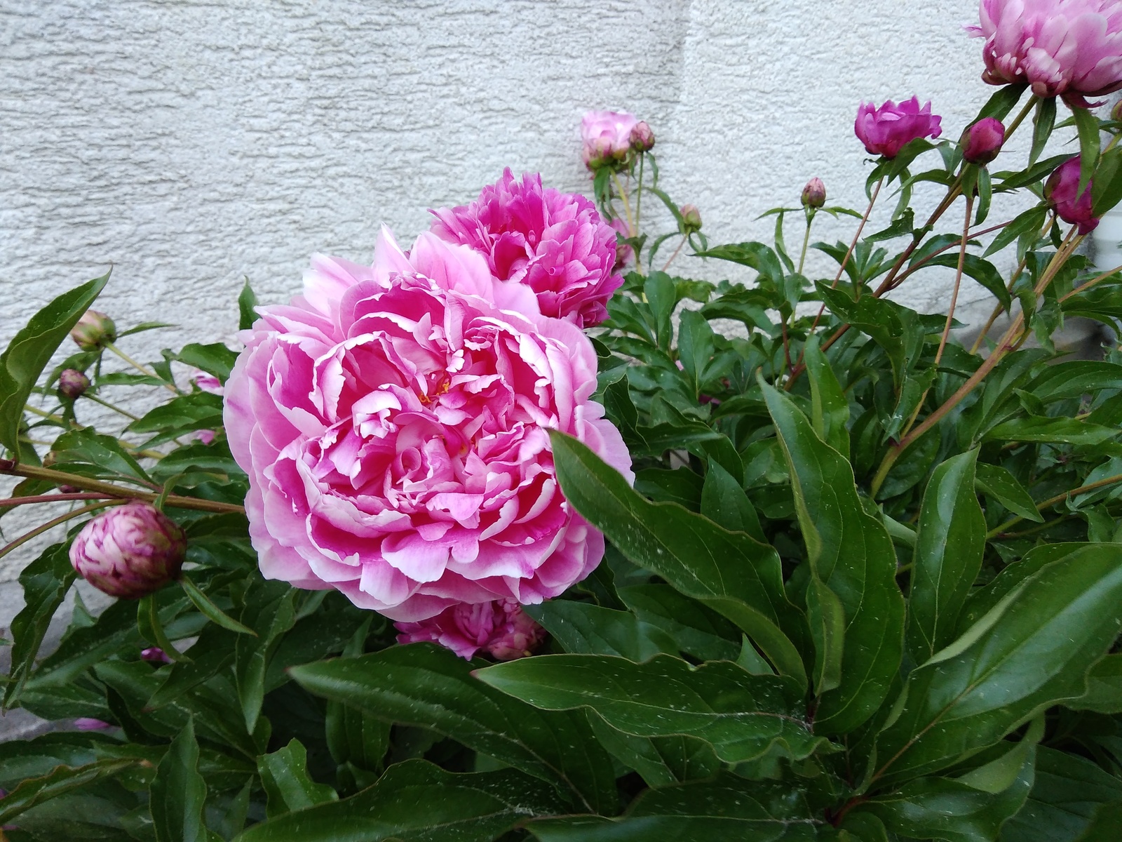 peonies bloomed - My, Garden, Flowers, Summer, Longpost, Peonies