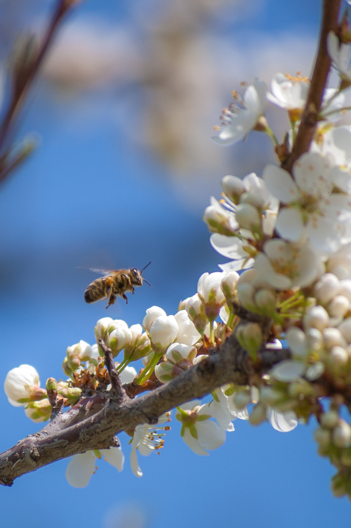 Orchard walk - My, Spring, Bees, Flowers, Nikon D40, Nikon, Nikkor, The photo, Beginning photographer, Longpost