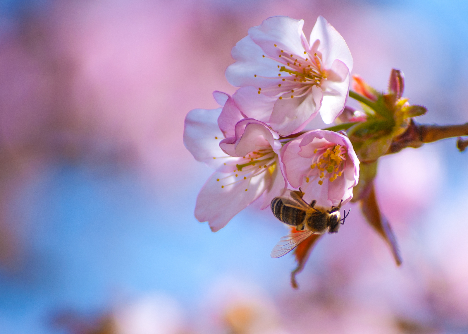 Orchard walk - My, Spring, Bees, Flowers, Nikon D40, Nikon, Nikkor, The photo, Beginning photographer, Longpost