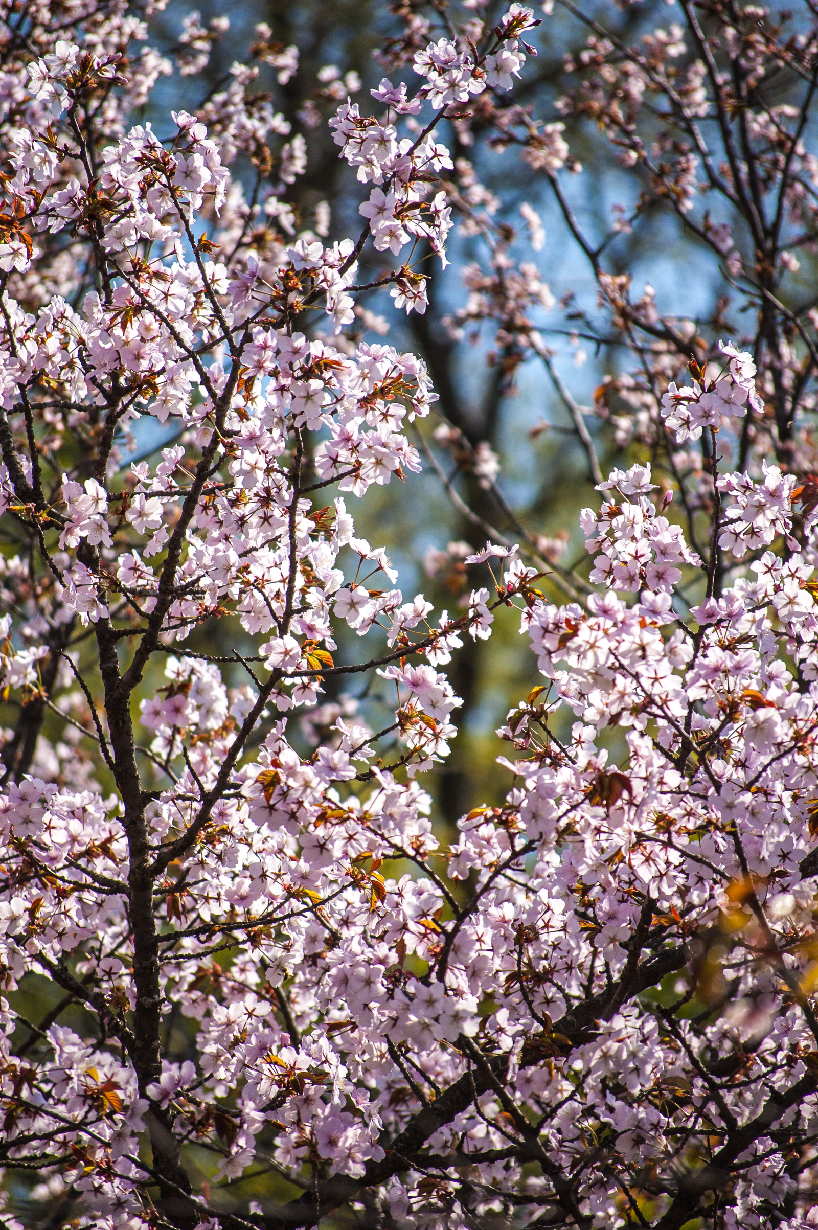 Orchard walk - My, Spring, Bees, Flowers, Nikon D40, Nikon, Nikkor, The photo, Beginning photographer, Longpost