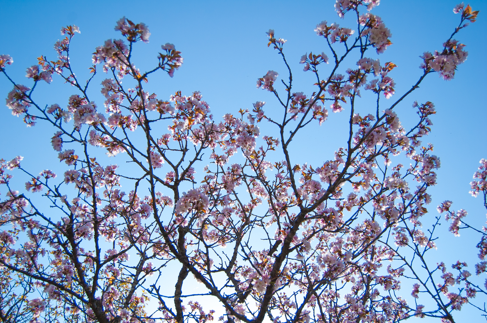 Orchard walk - My, Spring, Bees, Flowers, Nikon D40, Nikon, Nikkor, The photo, Beginning photographer, Longpost