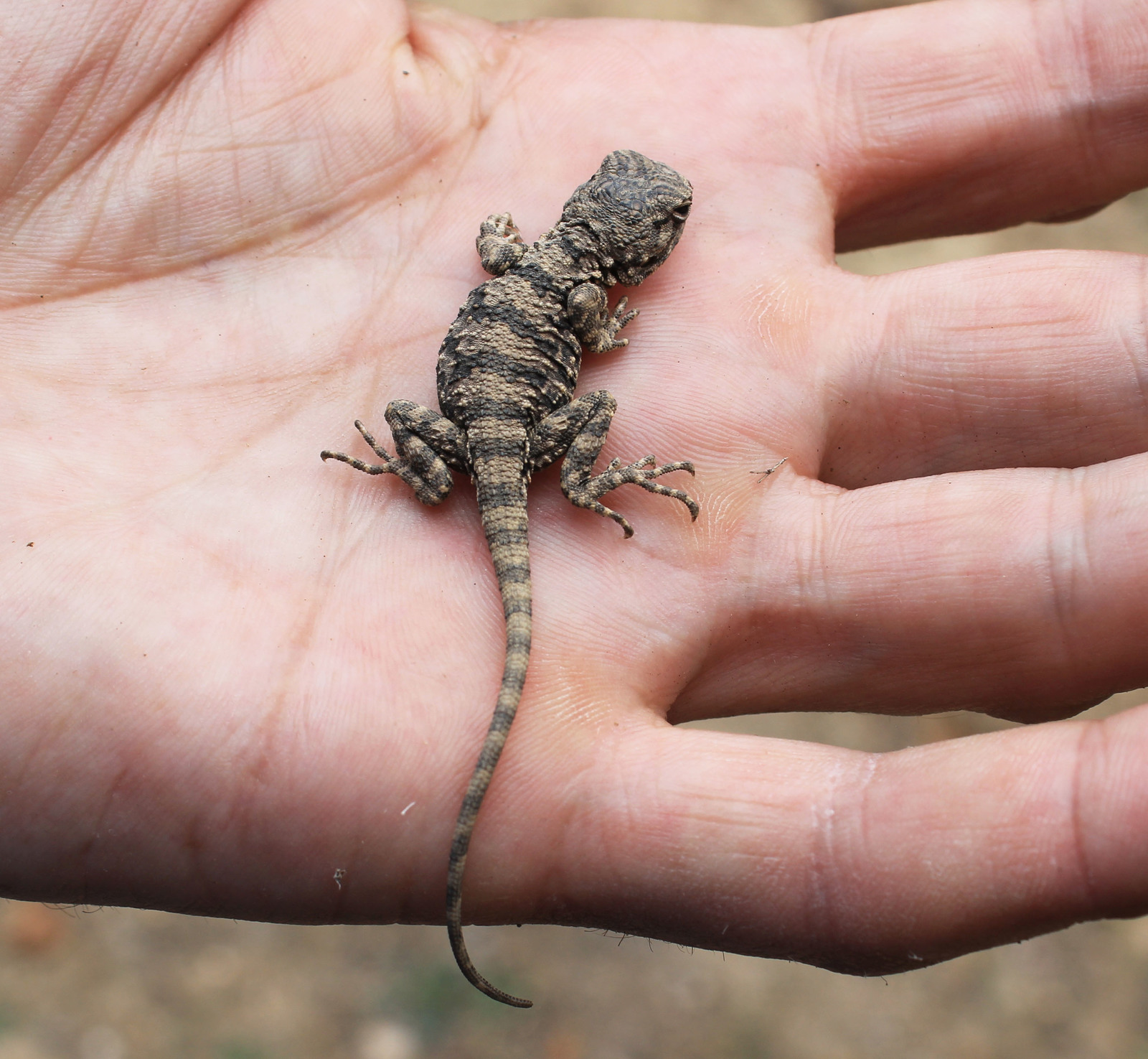 lizard - My, Lizard, Hand, Tajikistan