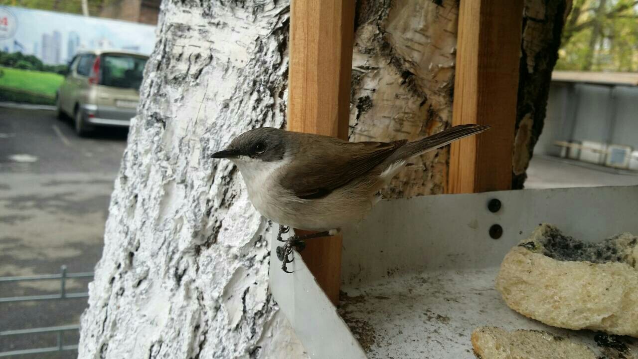 Hi, I'm in for an interview - My, Who is this?, Kindness, Nature