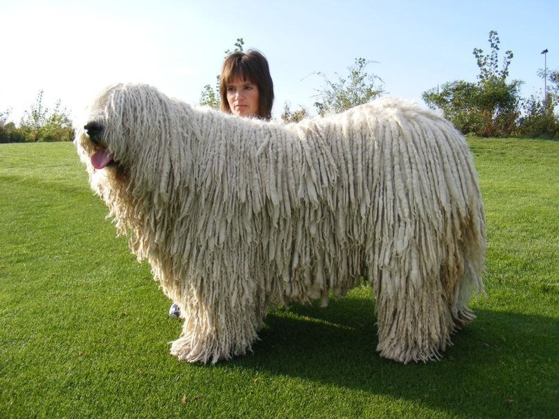 Book of Animals: Komondor - Hungarian Shepherd Dog - My, Sheepdog, Dog, Animals, Pets, Humor, Nature, Zoology, Animal book, Longpost