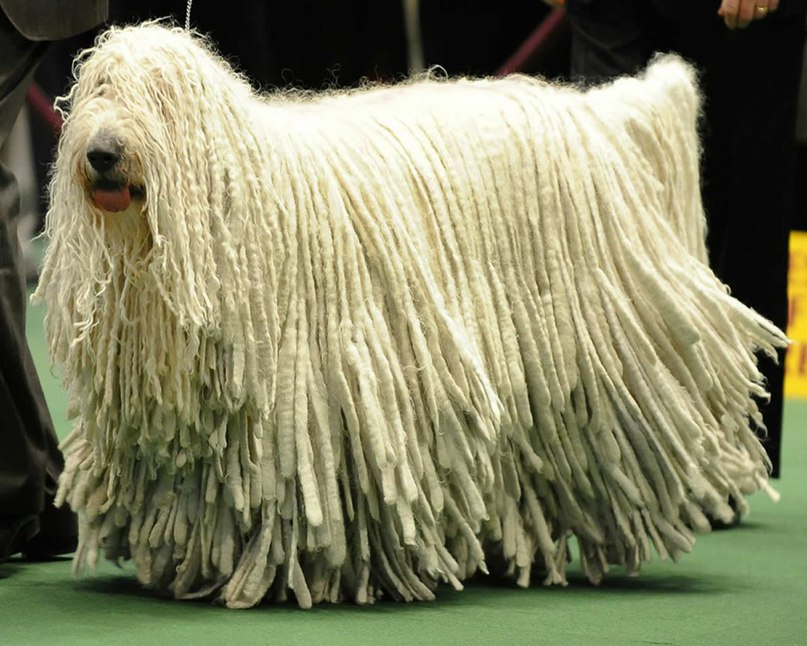 Book of Animals: Komondor - Hungarian Shepherd Dog - My, Sheepdog, Dog, Animals, Pets, Humor, Nature, Zoology, Animal book, Longpost