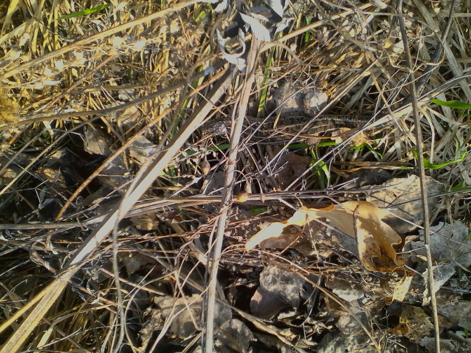 Fast dinosaurs - My, Altai region, Nature, Spring, Longpost