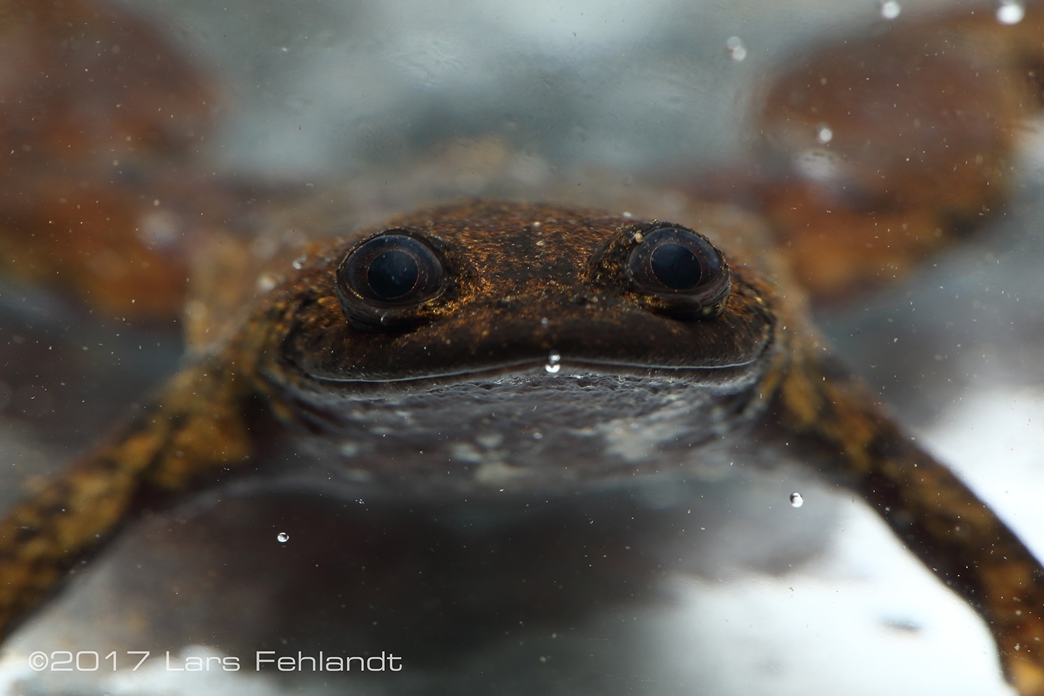 Frog without lungs - The science, Biology, Amphibian, Amphibians, Frogs, Interesting, Copy-paste, Elementy ru, Longpost