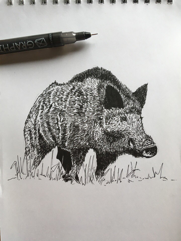 Boar - My, Pen drawing, Mascara, Boar, Hunting, Drawing, Animals, Liner, Animalistics