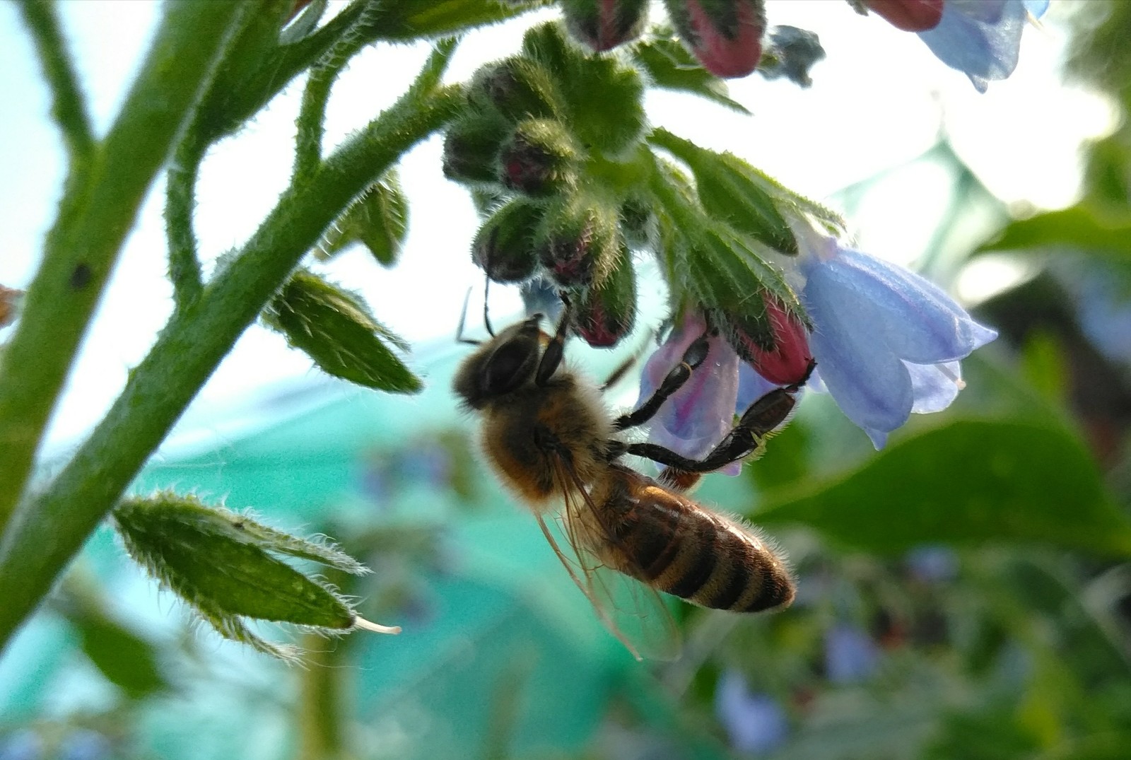 At work - My, The photo, Images, Bees