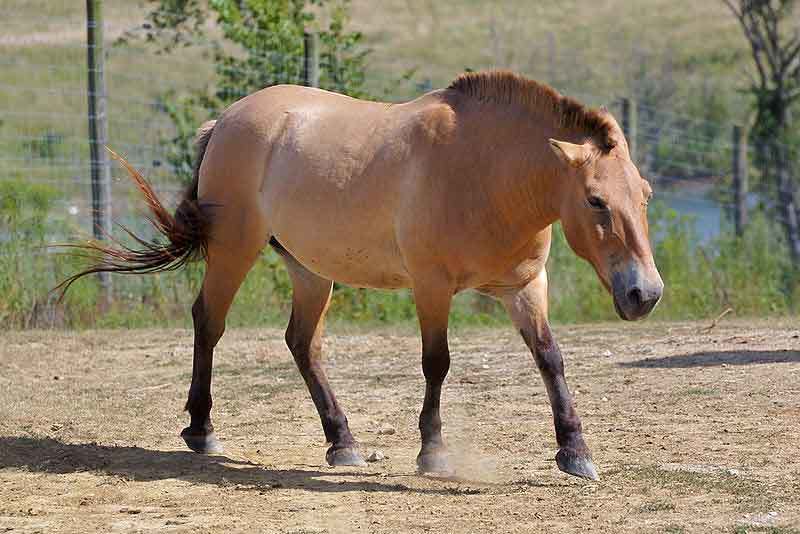 The history of domestication of horses. - Przewalski's horse, , Equine, Domestication, Longpost