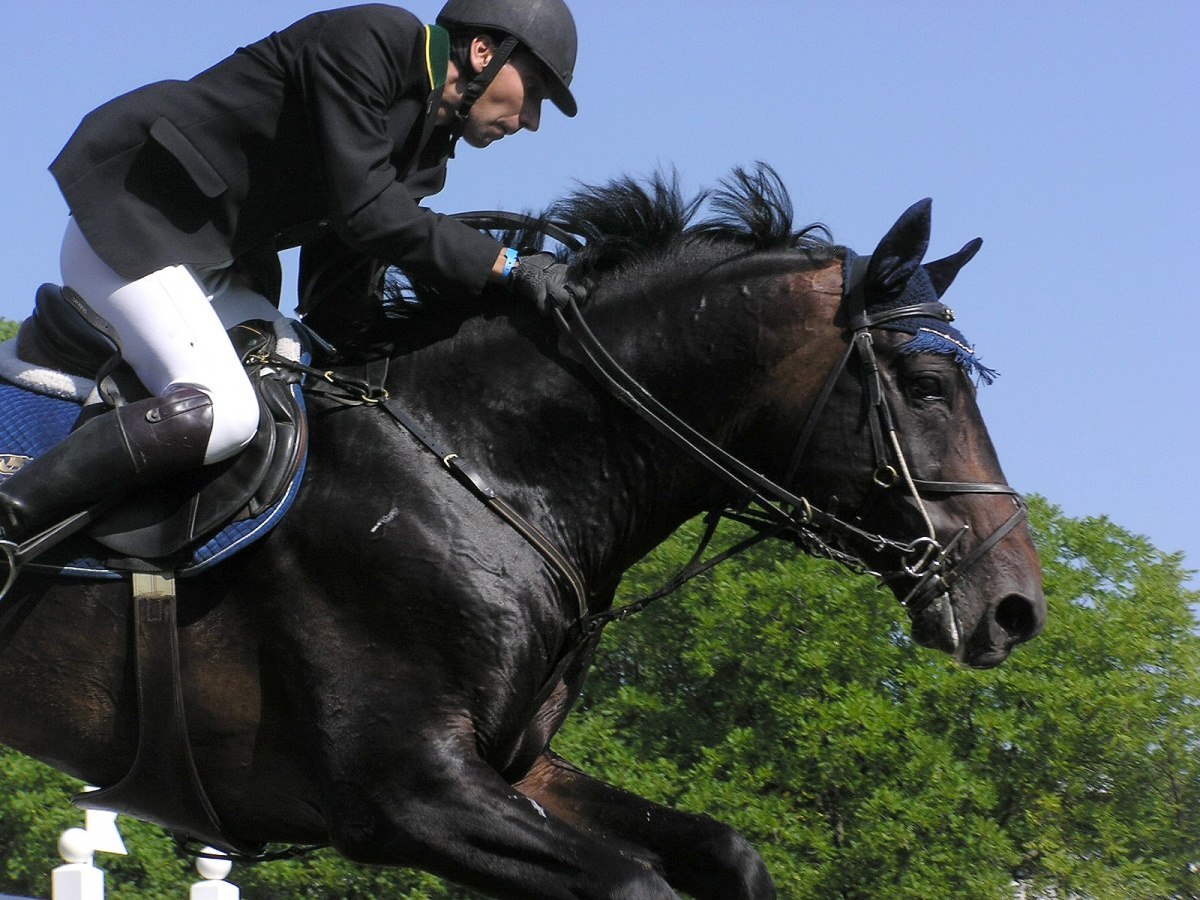 Scientists have found that sport kills horses - , Horses, Sport, news