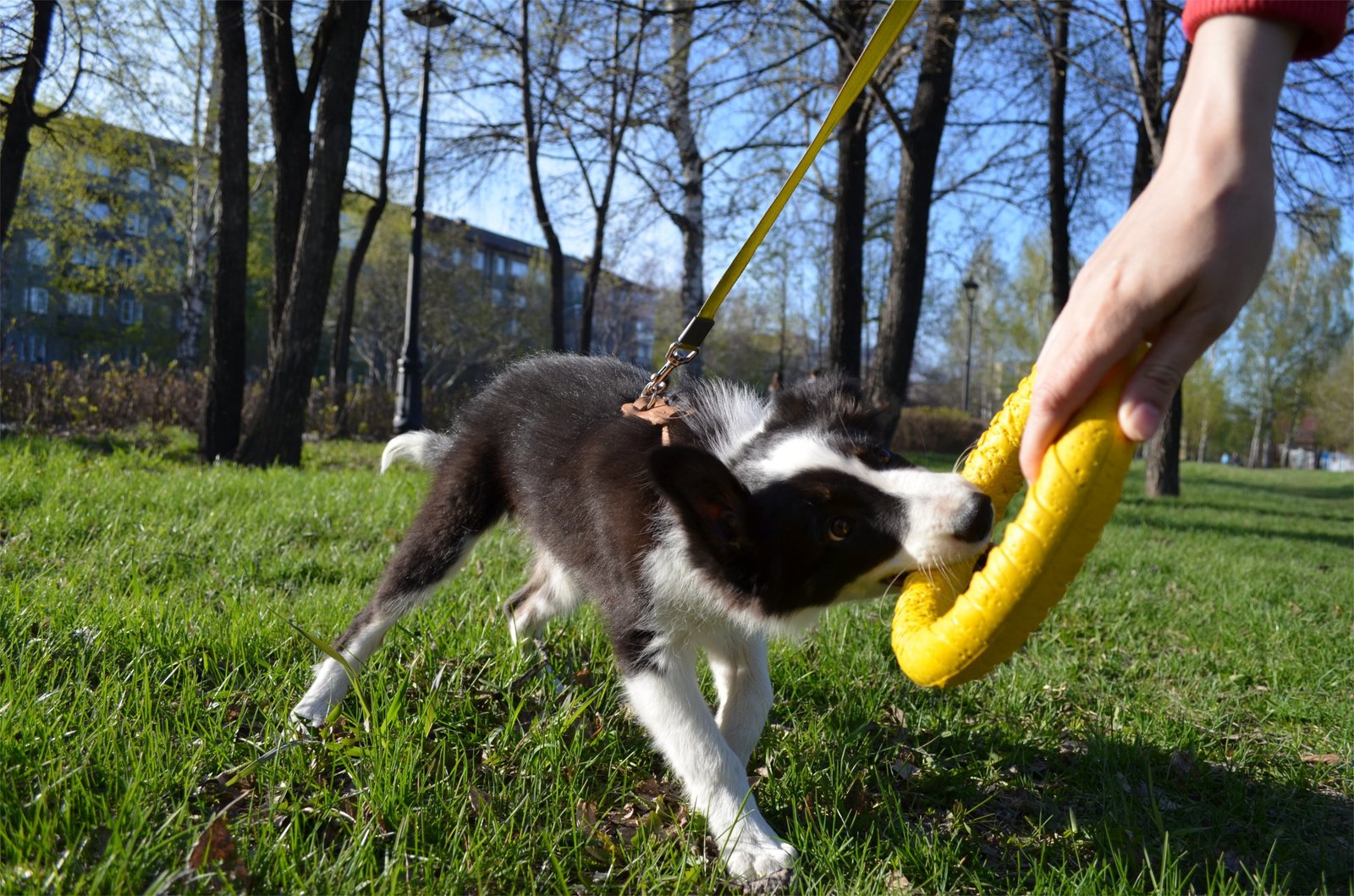 Border and just a little bit of corgi, walk - My, Dog, Corgi, Border Collie, Longpost, The photo