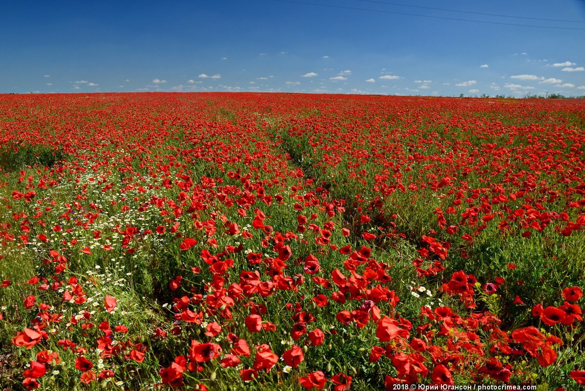 Poppy fields of Crimea - Crimea, The photo, Poppy fields, Poppy, Longpost, Field