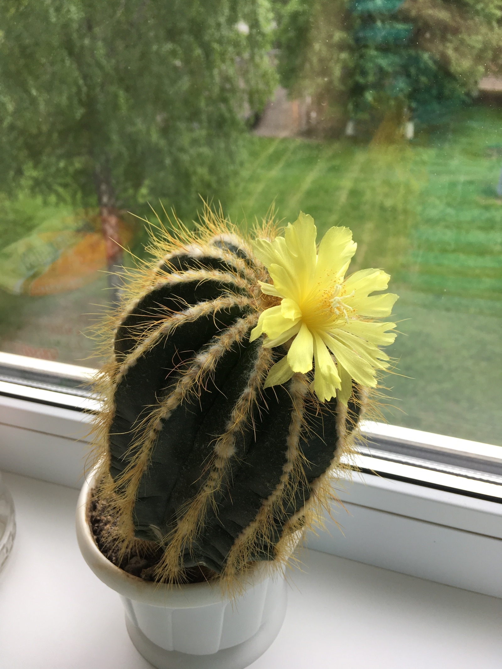 My cactus - My, Blooming cacti, Flowers, bloomed, Cactus