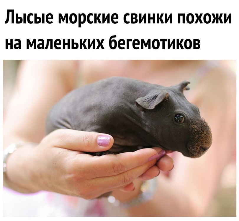 When the week was hard and everything seems) - Guinea pig, hippopotamus, Bald, 