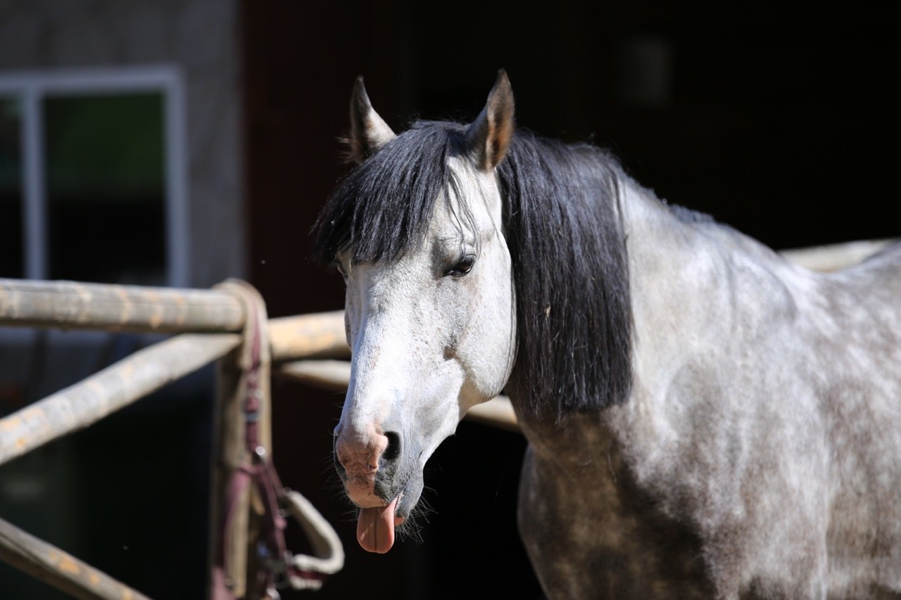 They say that animals are always photogenic. Oh well :)) - My, Horses, Photogenic, Charisma, Animals, Longpost