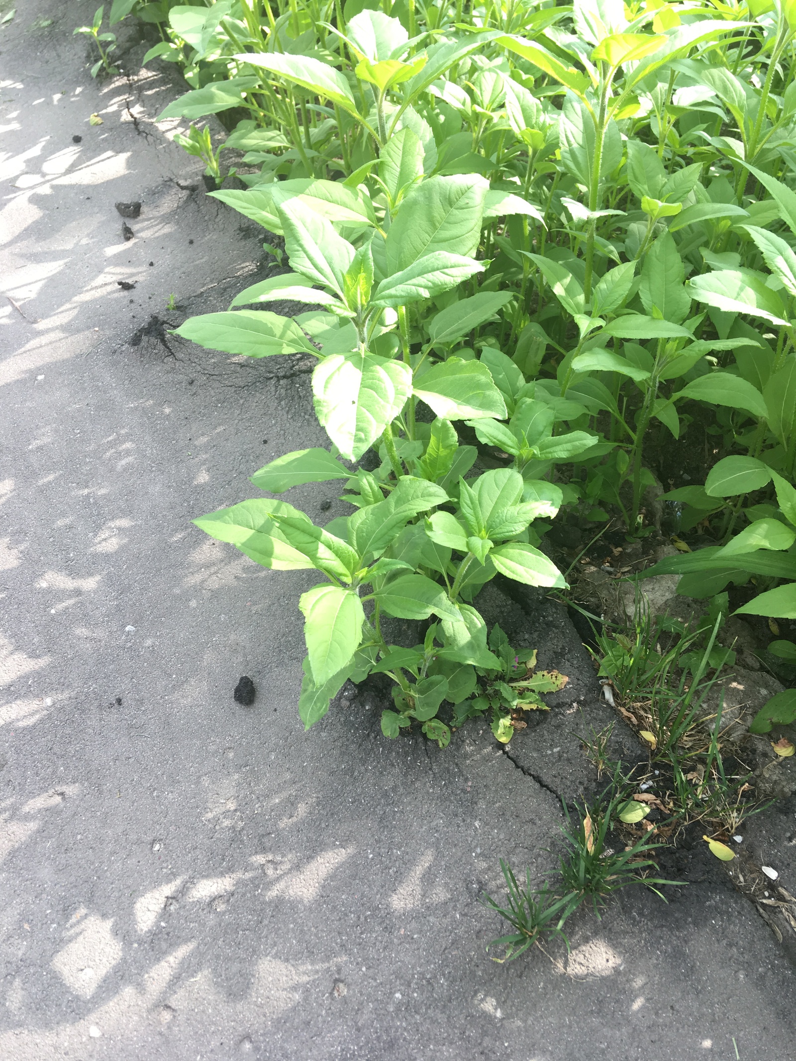 What a simple weed can do. - My, Weeds, Asphalt, My, Longpost