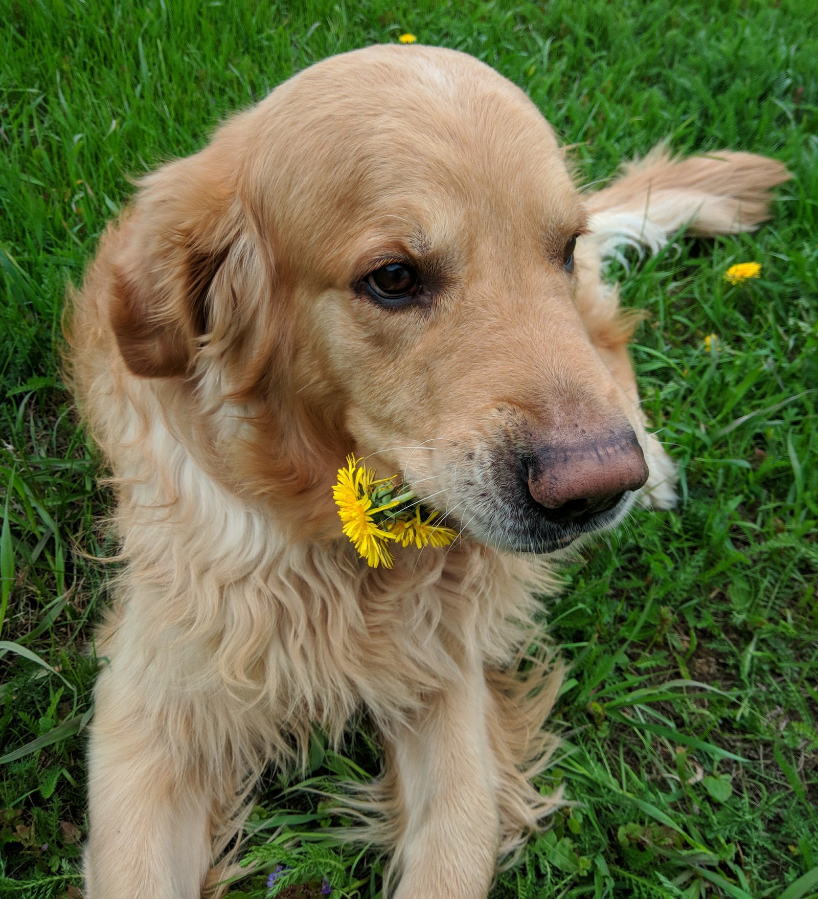 Flowers for you - My, Dog, Once upon a time there was a dog, Dandelion