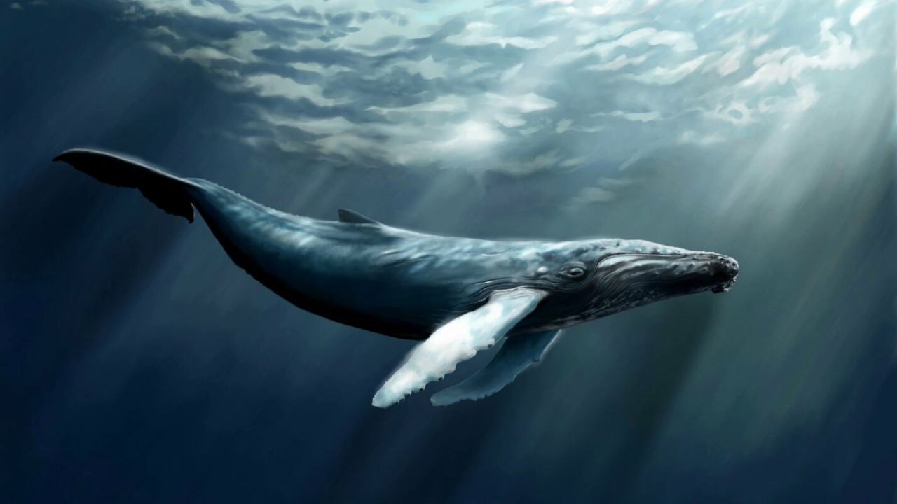 ancient whales ;) - Paleontology, Whale, Animals, , Longpost