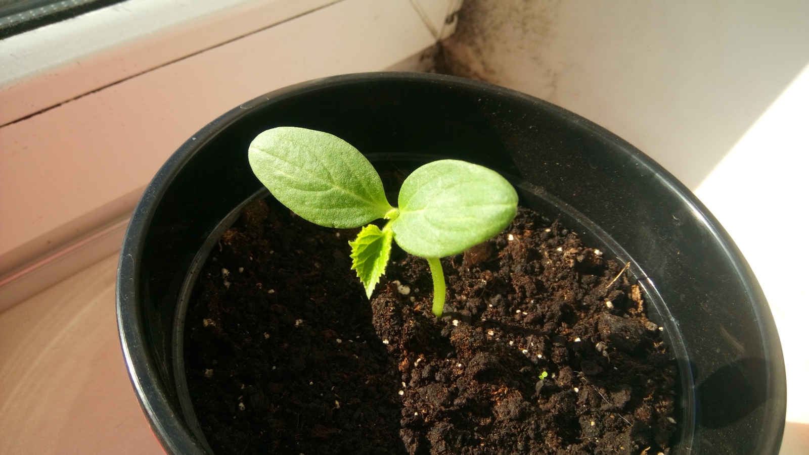 My garden on the windowsill - My, Vegetable garden on the windowsill, Cucumbers, Tomatoes, Green pea, Longpost