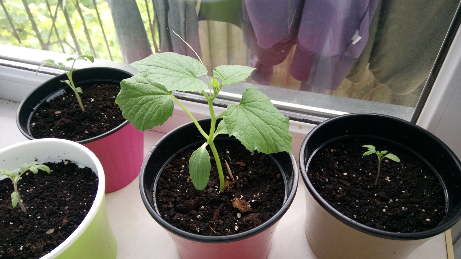 My garden on the windowsill - My, Vegetable garden on the windowsill, Cucumbers, Tomatoes, Green pea, Longpost