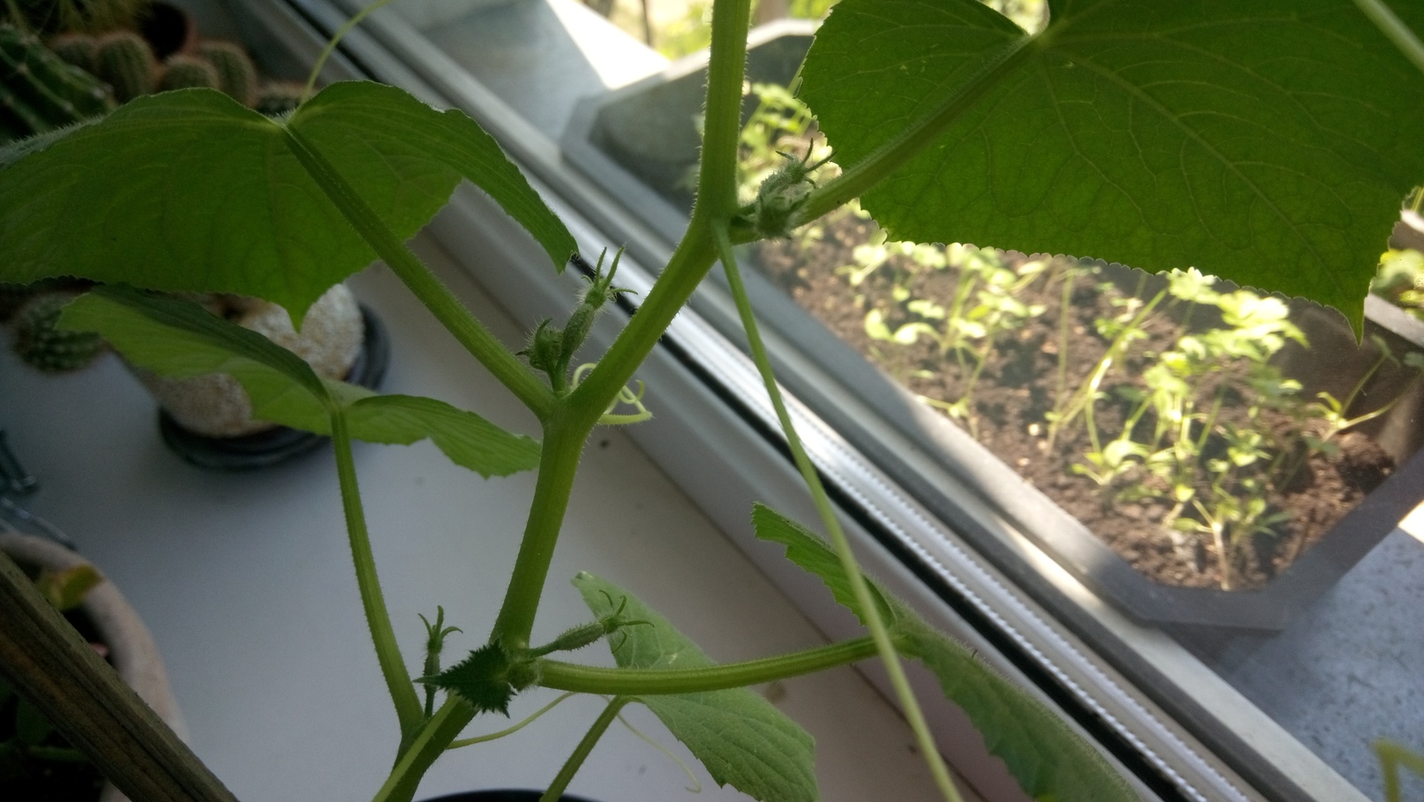 My garden on the windowsill - My, Vegetable garden on the windowsill, Cucumbers, Tomatoes, Green pea, Longpost