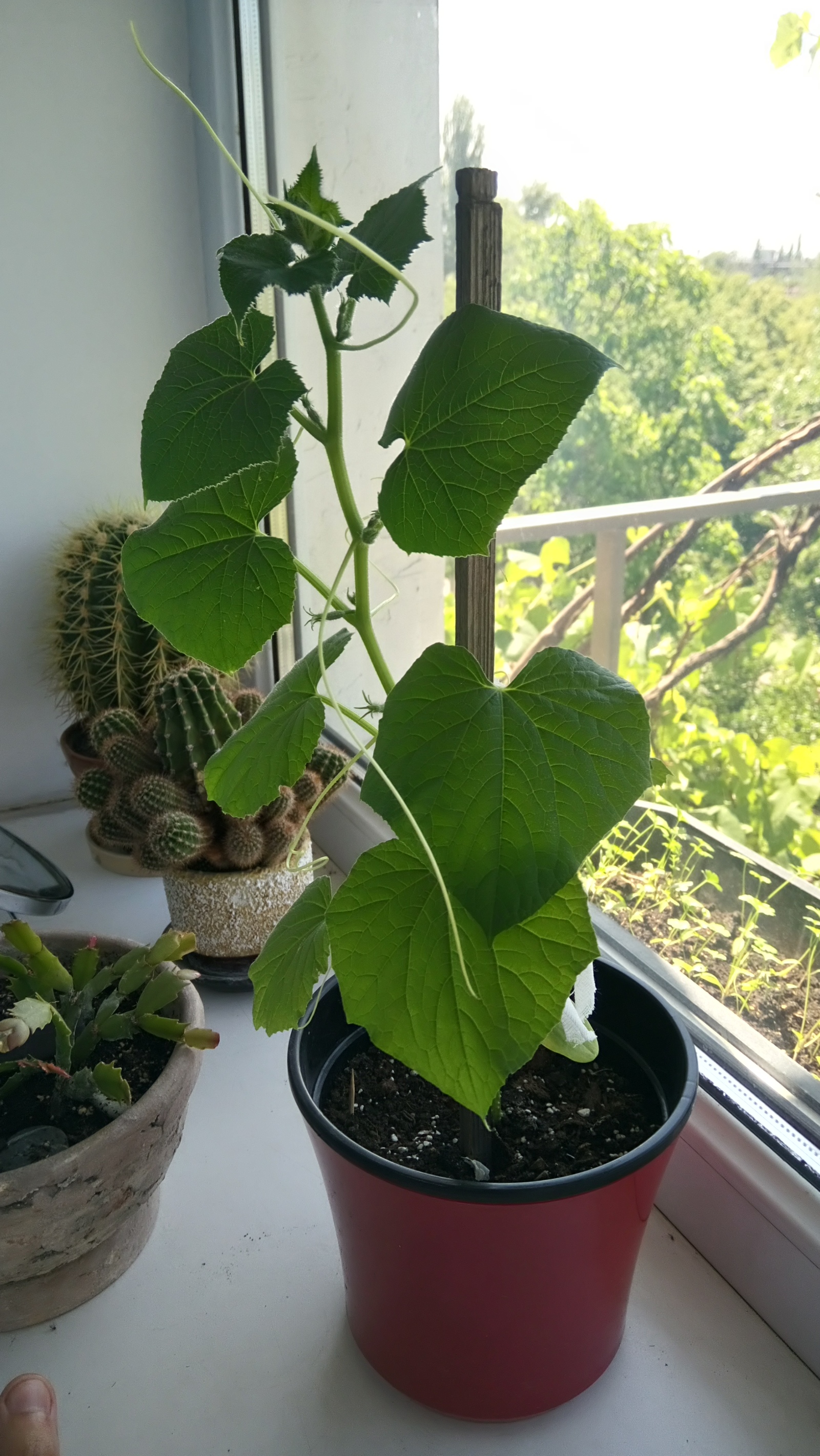 My garden on the windowsill - My, Vegetable garden on the windowsill, Cucumbers, Tomatoes, Green pea, Longpost