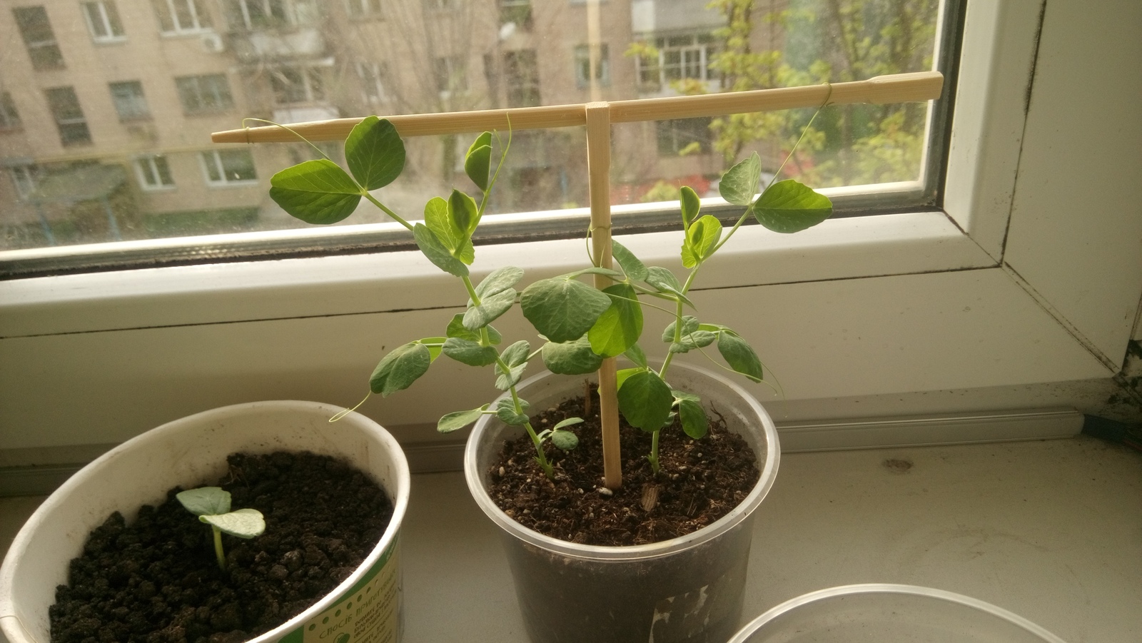 My garden on the windowsill - My, Vegetable garden on the windowsill, Cucumbers, Tomatoes, Green pea, Longpost